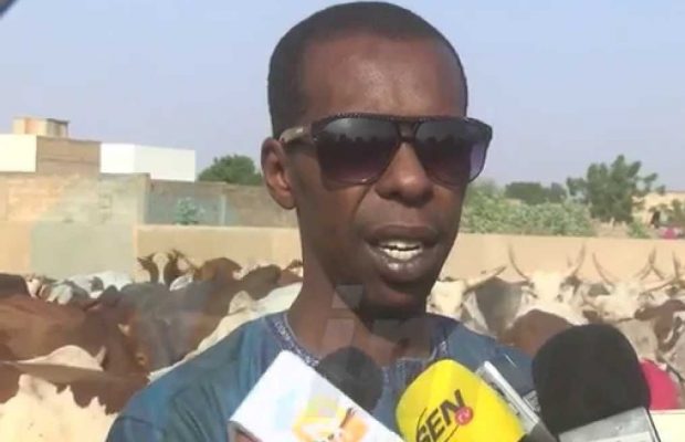 Cheikh Amar offre une trentaine de bœufs à Serigne Abdoul Aziz Al Amine