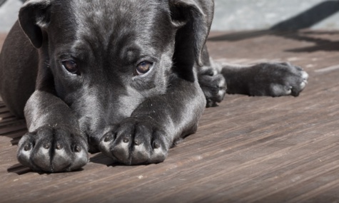 Nantes: une femme en garde-à-vue après avoir poignardé son chien