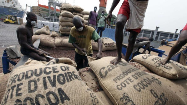 La chute des cours du cacao et ses conséquences sur les producteurs ivoiriens