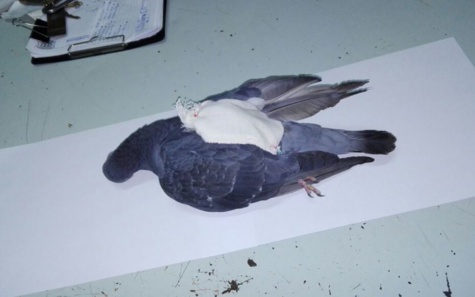 Argentine : Le pigeon qui transportait de la drogue dans les prisons, abattu