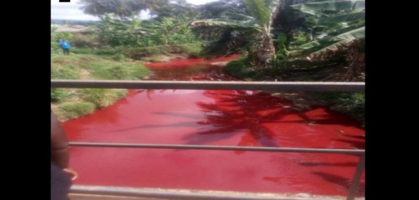 Ghana : un cours d’eau se transforme en mare de sang (vidéo)