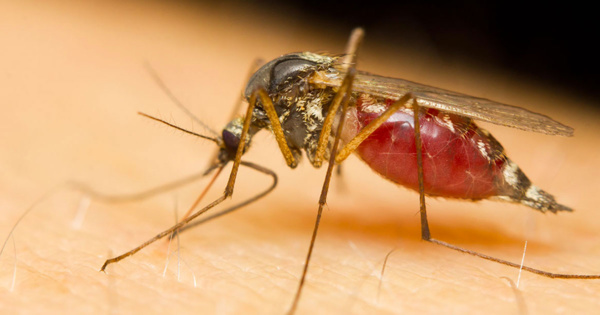 Pour dissuader un moustique de nous piquer, rien de mieux que d'essayer de l'écraser