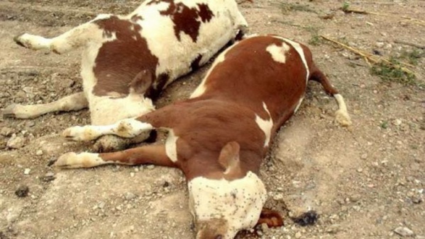 Fièvre aphteuse: La maladie gagne du terrain à Tambacounda