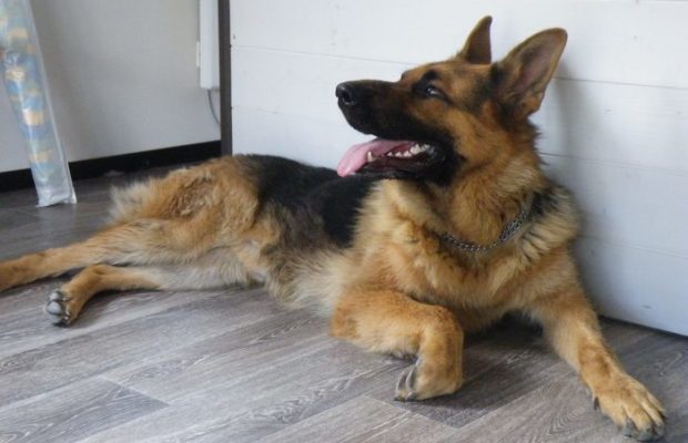 Amputée des mains et des jambes à cause de la salive de son chien