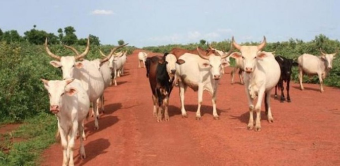 Louga: 4 personnes déférées au parquet après un affrontement entre bergers et agriculteurs