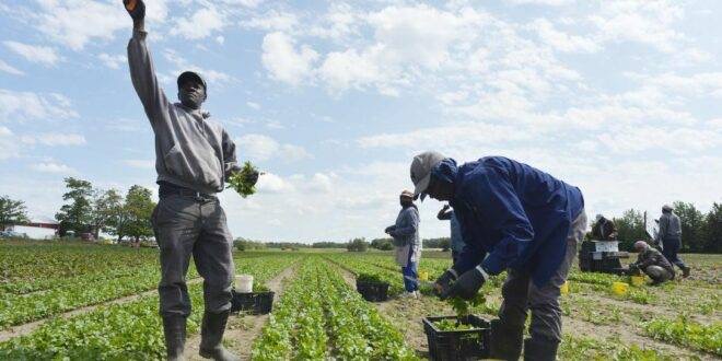 Le calvaire des sénégalais « esclaves » de leurs compatriotes en Italie.