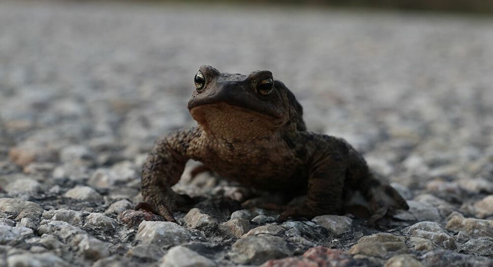 Une route départementale française fermée pour trois mois afin de sauver les amphibiens