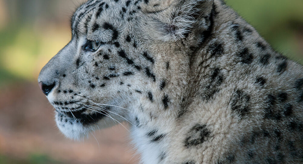 Une infection au coronavirus confirmée chez une panthère des neiges d’un zoo US