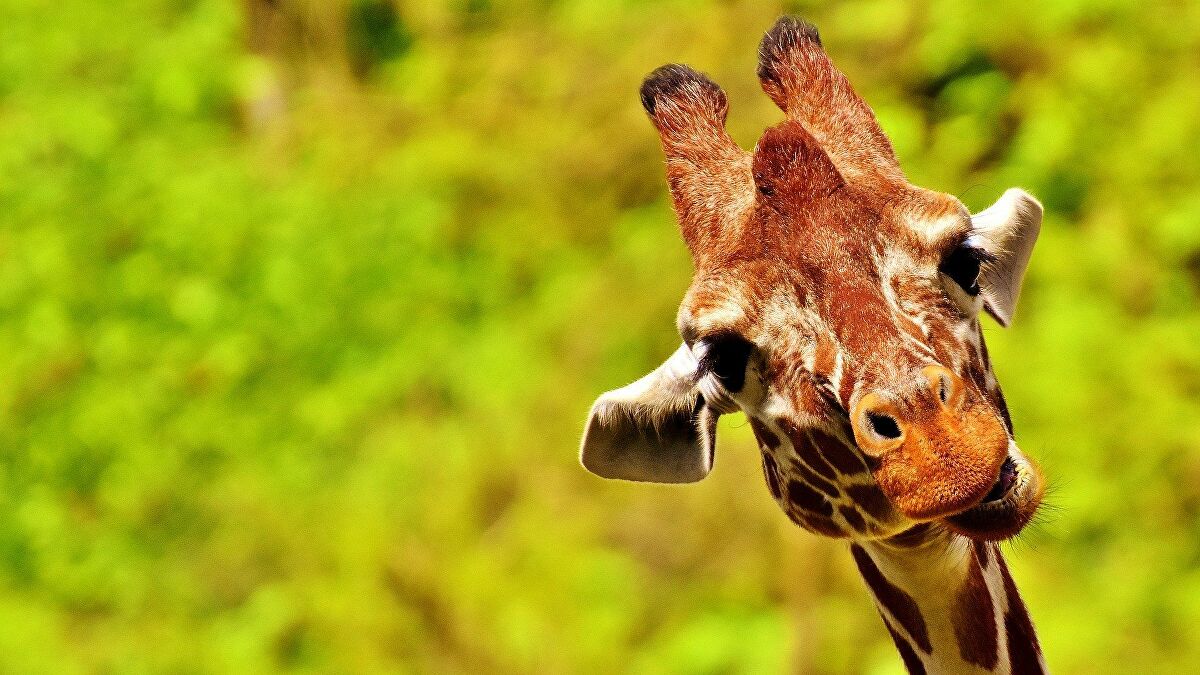 Le phénomène des girafes naines repérées en Afrique expliqué - images