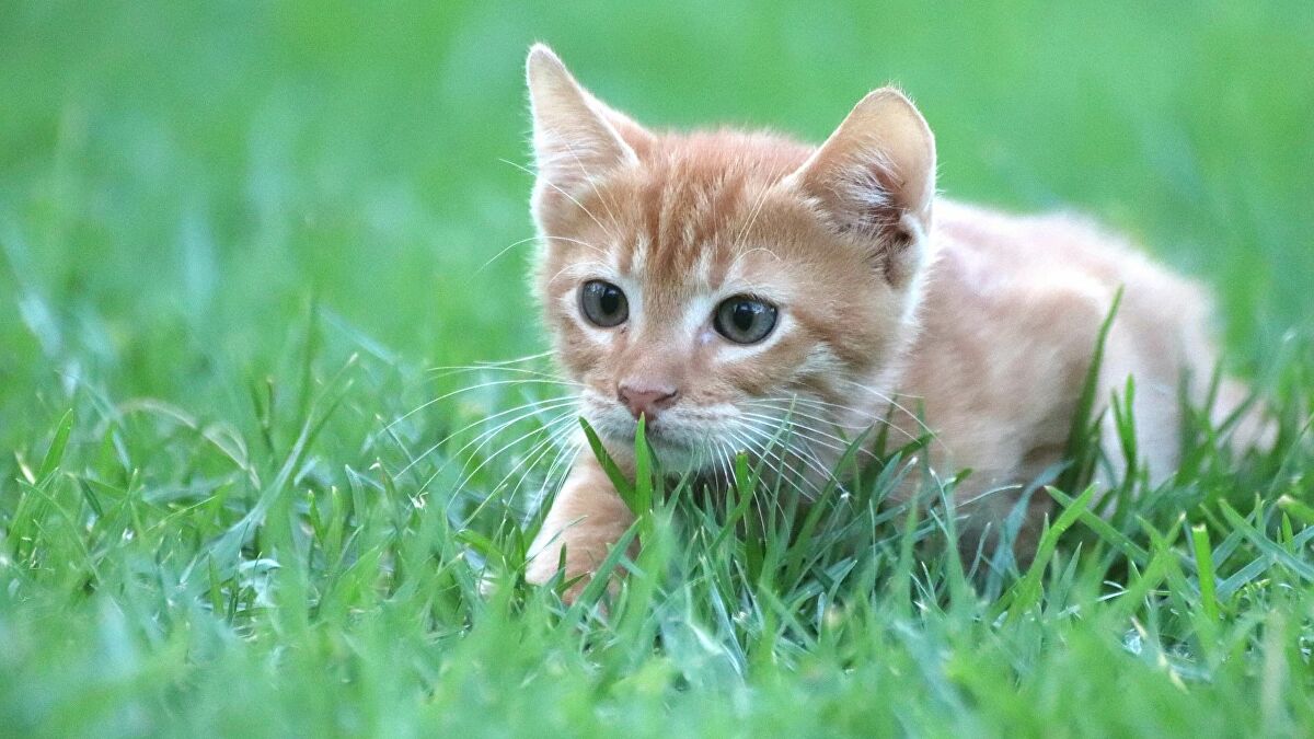 Jouer avec un chat pourrait réduire les dommages causés aux écosystèmes