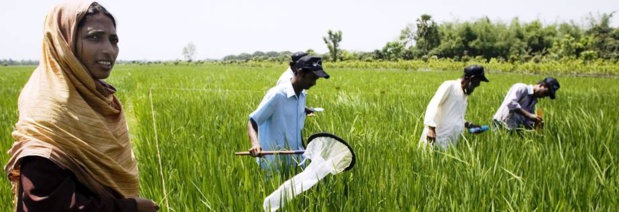 Innovation agricole : Lancement du projet Tap-Ais