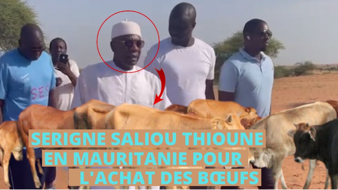 MAGAL TOUBA:2830 bœufs en route pour Touba en attedant,Serigne Saliou Ndigueul Thioune delone na boum sa mboy mboy