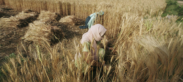 Denrées alimentaires: Baisse des prix mondiaux en décembre 2021 – FAO