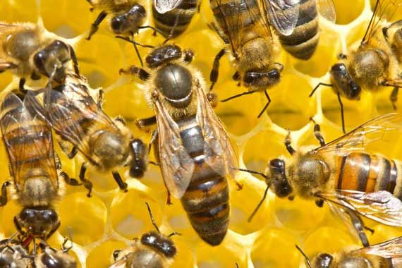 Diamniadio: Un vigile de la société TSK tué par des abeilles