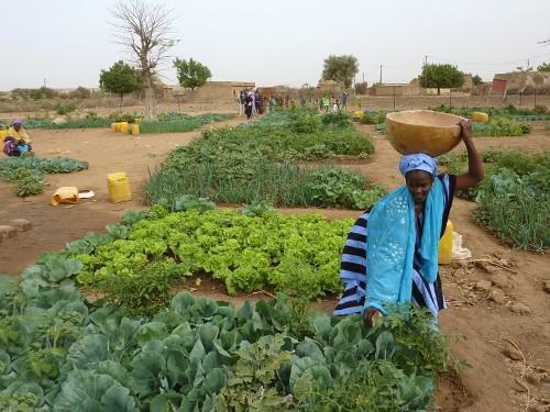 Filière horticole dans le bassin arachidier: Un manque de durabilité des périmètres collectifs relevé