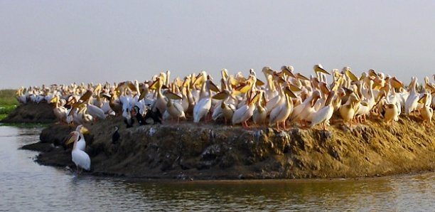 Cadre mondial pour la biodiversité : Le Sénégal plaide pour «une harmonie avec la nature»