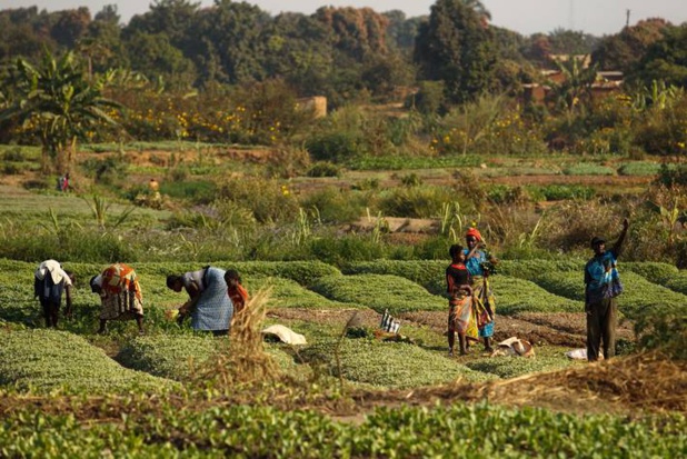 Productions agricoles efficaces et en garantissant le respect de l’environnement : Un rapport mondial explique la capacité transformatrice de l'agroécologie au Kenya, en Ouganda et au Sénégal