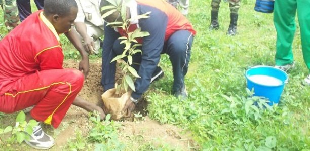 Environnement : Vers un reboisement massif de l’autoroute Ila Touba