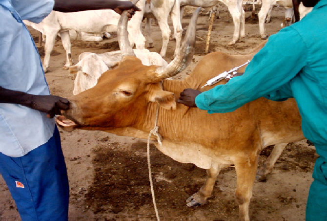 Diagnostic de la santé animale : Le parasitisme, les dermatoses, la conjonctivite et l’asthénie, les pathologies récurrentes