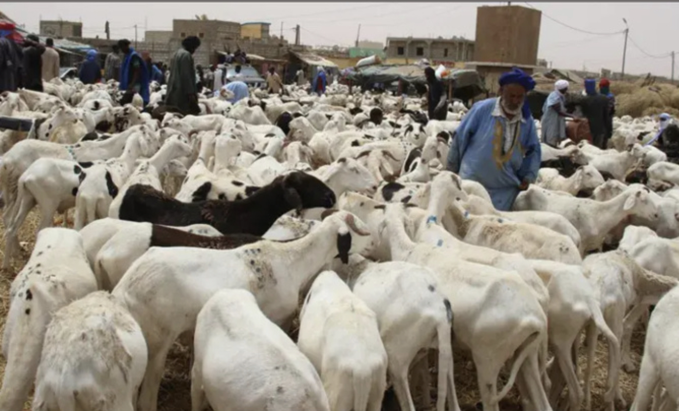 Tabaski 2022 : Des moutons seront convoyés du Mali vers le Sénégal