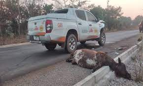 Danger sur la VDN: Des bœufs en divagation causent un grave accident