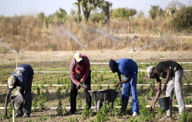 Spectre d’une saison agricole catastrophique ; Les paysans inquiets