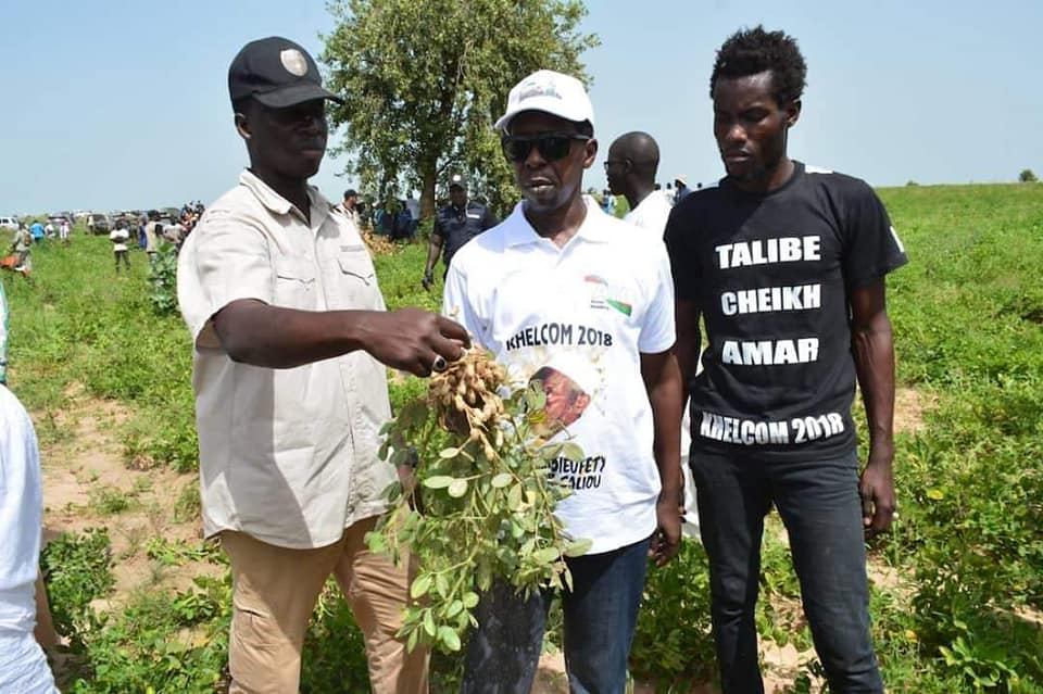 Khelcome 2022 en images des récoltes avec le Dieuwrigne Cheikh Amar dans les champs de Serigne Saliou