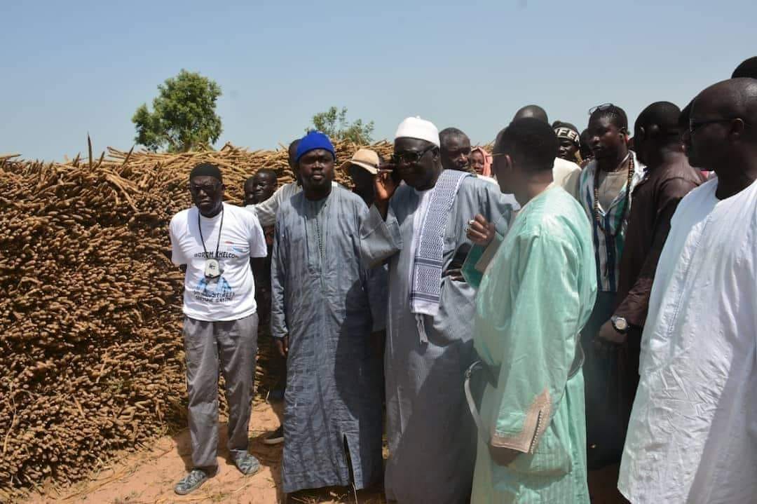 Khelcome 2022 en images des récoltes avec le Dieuwrigne Cheikh Amar dans les champs de Serigne Saliou