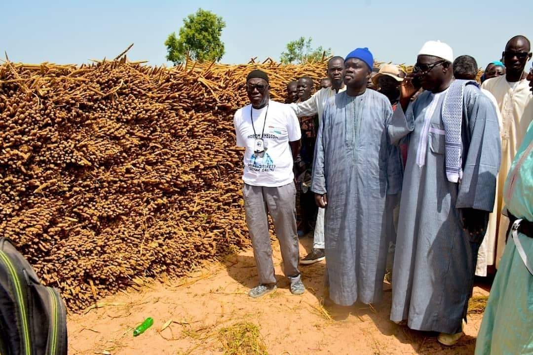 Khelcome 2022 en images des récoltes avec le Dieuwrigne Cheikh Amar dans les champs de Serigne Saliou