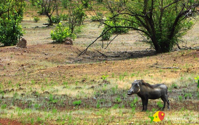 Parc de Niokolo Koba de Tamba : Le Maroc au chevet d’un patrimoine mondial en péril