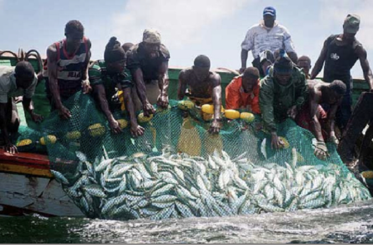 Des industries de la pêche vers un désastre : L’Union patronale des mareyeurs exportateurs du Sénégal, alerte et joue la médiation