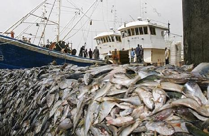 Journée mondiale de la pêche : une mauvaise gestion et l'industrie destructrice de la farine de poisson dénoncées