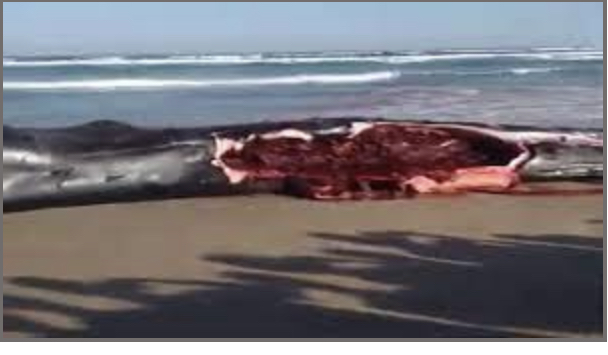 Plage de Diamalaye : Une baleine échouée sert de repas aux riverains