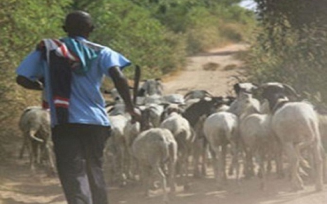 Médina Wolof deTambacounda : Le vol de bétail hante le sommeil des habitants