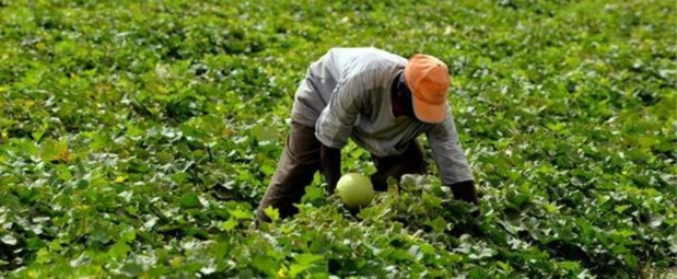 Développement de l’agriculture en Afrique : Le Coraf organise un atelier de planification du Pddaa du 22 au 24 février