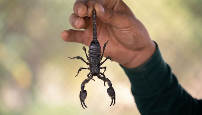 France : Un scorpion pique un passager sur un vol en provenance du Sénégal