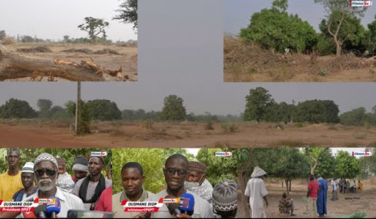 Litige foncier à Thiadiaye : Le maire Omar Youm détruit les vergers des agriculteurs