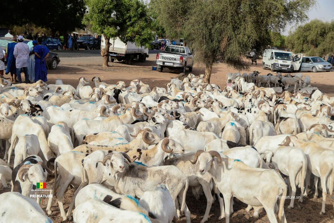 EN TOURNEE DANS LES MARCHES A BETAIS LE PREMIER MINISTRE AMADOU BA RASSURE ...