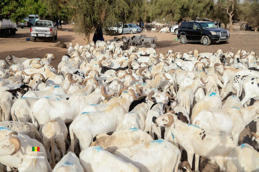 EN TOURNEE DANS LES MARCHES A BETAIS LE PREMIER MINISTRE AMADOU BA RASSURE ...