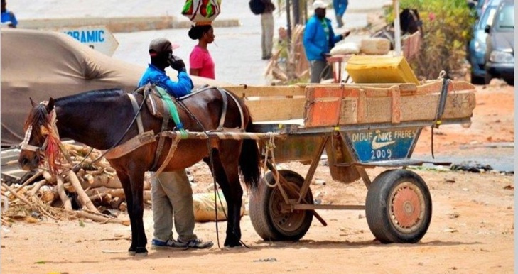 Charretiers au Sénégal: Gardien de traditions et acteurs clés du transport