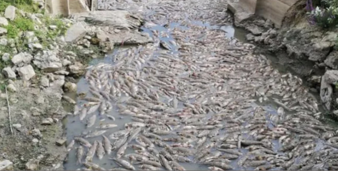 Lac de Malika : Les poissons meurent par centaines