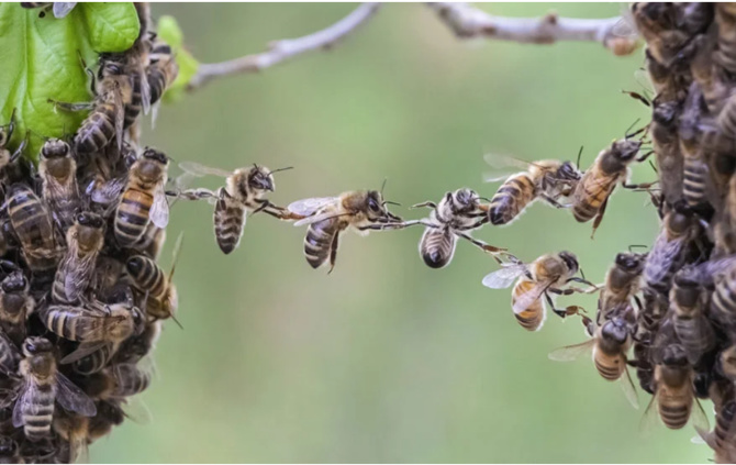 Insolite à Ngandoul Bambara : Des abeilles attaquent les populations du village