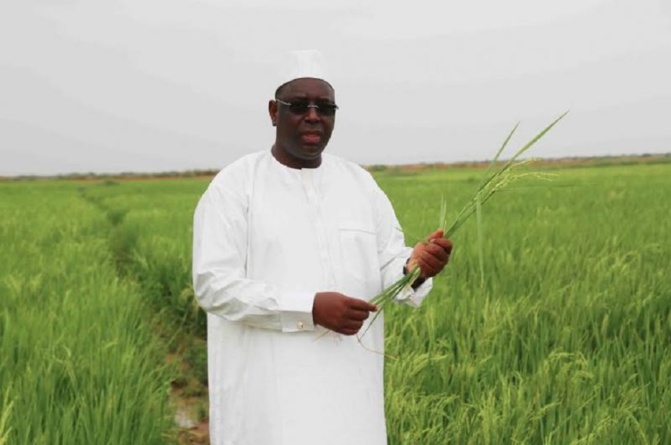 Pluies Précoces, Parcelles Inondées… Insuffisance des Moissonneuses-Batteuses : Les producteurs de riz de Mboundoum appellent Macky au secours