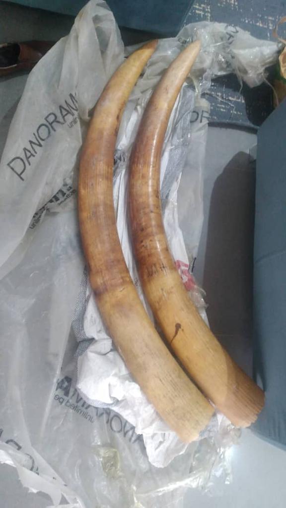 Criminalité Faunique à Dakar: Arrestation d'un trafiquant de faune en possession de deux défenses d'éléphant et de 90 bijoux de luxe en ivoire sculpté