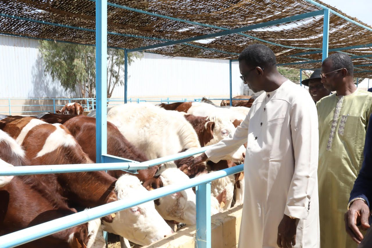 Élevage: Amadou Ba, Premier Ministre lors de la réception des 1300 génisses gestantes à haut potentiel de laitier