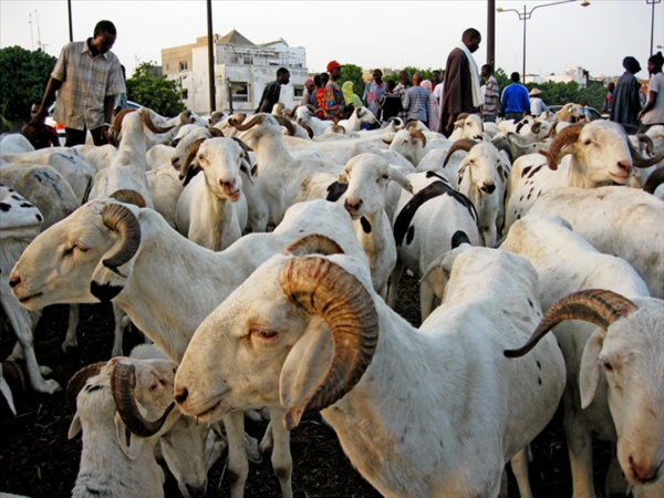 Approvisionnement pour la Tabaski : Le Sénégal a besoin de 740.000 moutons