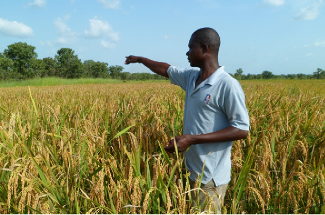 Kolda : Les producteurs plaident pour un audit du secteur agricole