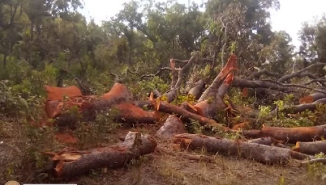 Casamance -Exploitation abusive du bois sur fond de conflit armé : Les populations locales obligées de s’aventurer dans des zones interdites