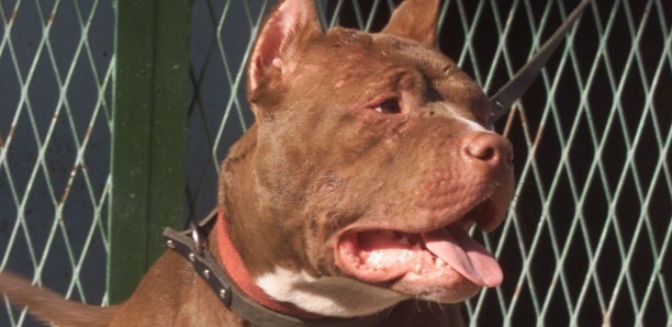 Parcelles Assainies : il lâche son pitbull contre un élève de sixième