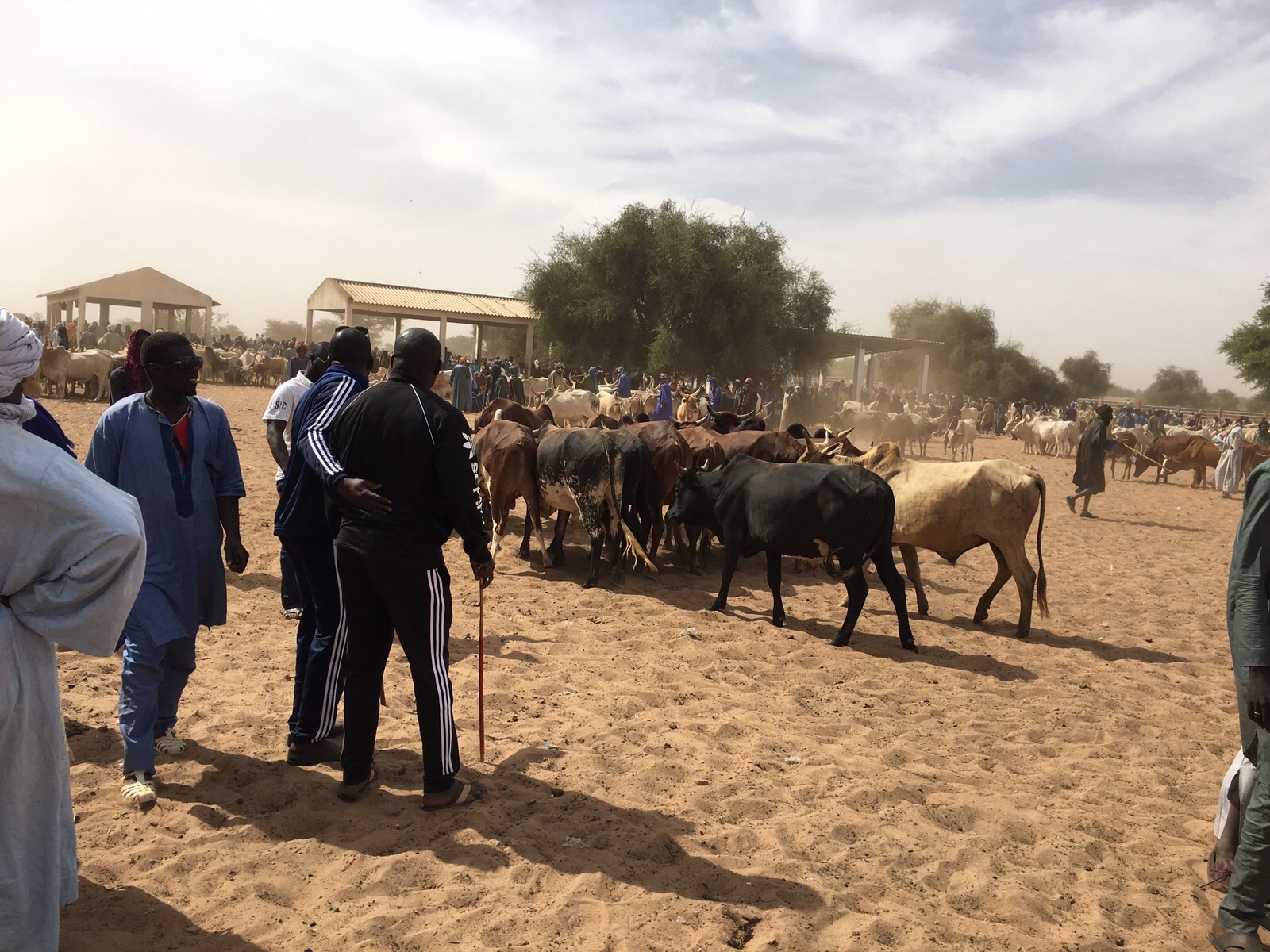 Gamou Tivaoune 2015: L'homme d'affaire Aziz Ndiaye offre des bœufs aux chefs religieux de la ville sainte de Tivaoune.